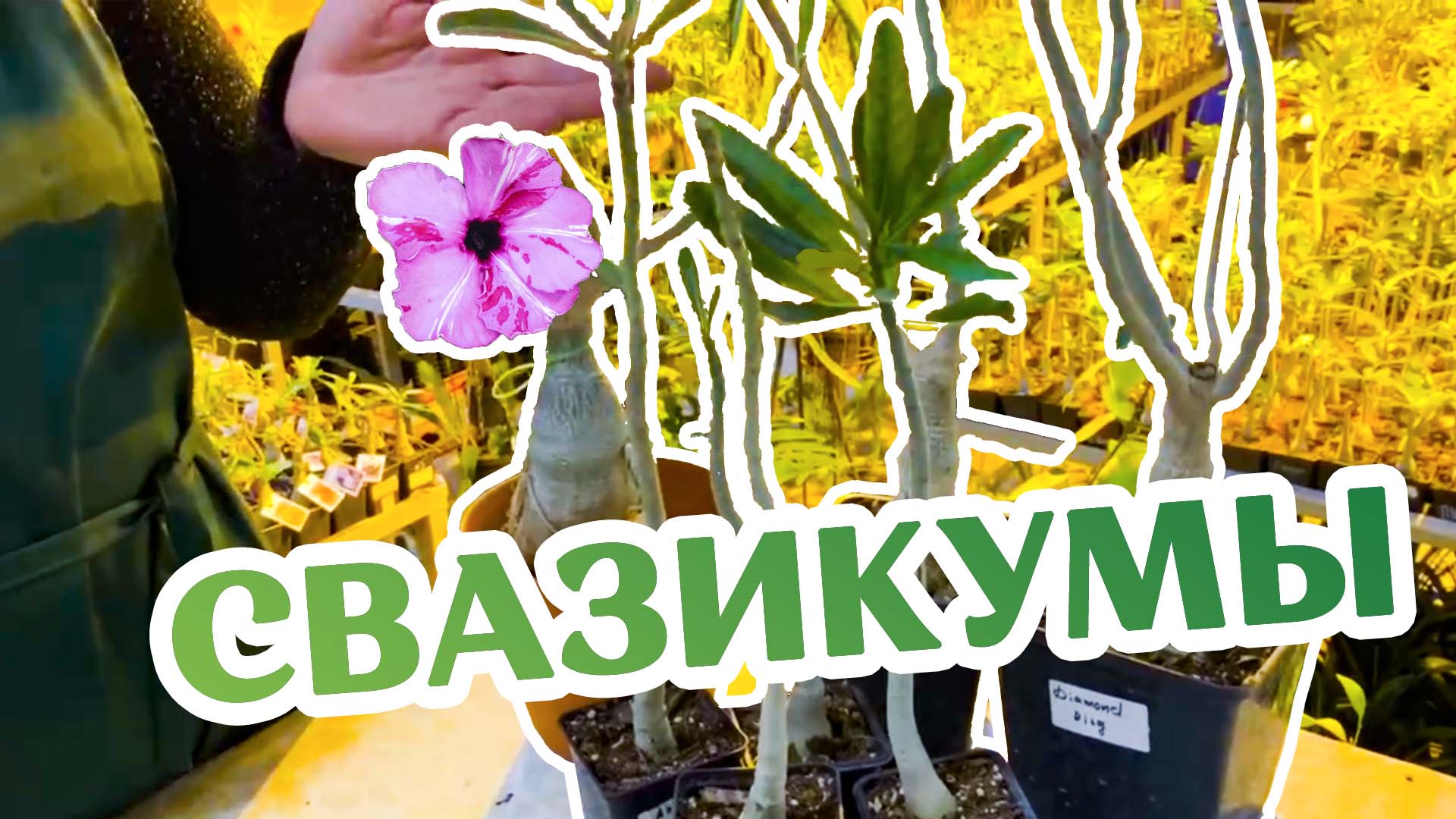 Адениум Свазикум - Что Это?