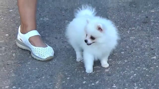 Белый немецкий шпиц, девочка МАКСБОРД ЦЕССИ СВИТИ, д.р. 10.06.2016 смотреть онлайн