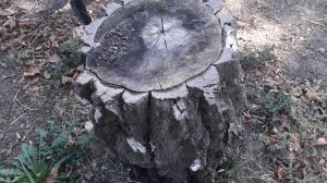 Как избавиться от поросли и пня За 3 Секунды!