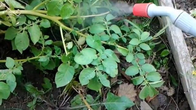 Как избавиться от КОЛОРАДСКОГО ЖУКА на картошке. смотреть онлайн