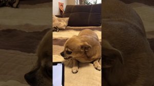 Парень и чихуахуа из Тик Ток 5 минут смеха ???