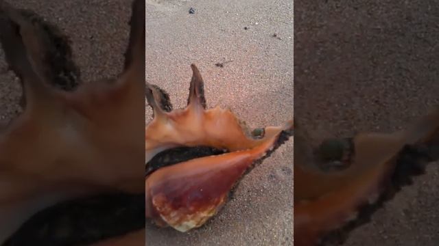 Моллюск в раковине и Санюшка Ромашин. Красное море. смотреть онлайн