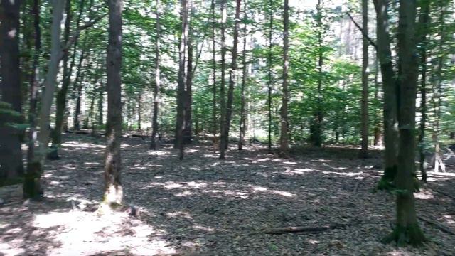 Белые грибы черного леса 6, Steinpilze des Schwarzwaldes 6,Funghi Porcini della Foresta Nera 6 смотреть онлайн