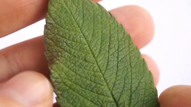 Вайнер листа шиповника. Отпечаток на глине. смотреть онлайн