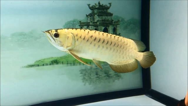 Amazing Monster Cichlids in Arowana Tank | Best Arowana Community Tank смотреть онлайн