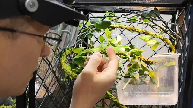 Упаковка хамелеонов в контейнеры для транспортировки смотреть онлайн