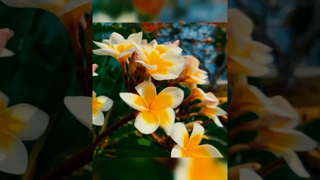 Tar kach theke ure Lofi(Lyrical song)--plumeria ..My First Love~Bangla natok...Farhan..payel"" смотреть онлайн