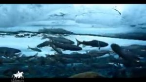 Весенний хариус в Якутии.