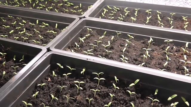 СДЕЛАЙТЕ ЭТО И РАССАДА БОЛЬШЕ НЕ ВЫТЯНЕТСЯ смотреть онлайн