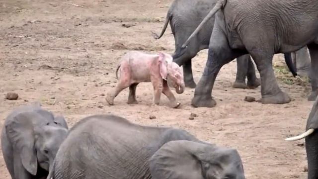 Фотограф был шокирован, когда заметил странное существо в стаде слонов. Это надо видеть! смотреть онлайн