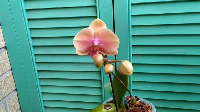 Первый пошёл!!! phal.Caribbean Dreams#орхидеи #фаленопсис смотреть онлайн