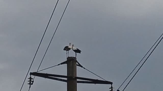 Аисты в Можайске 08 ТРЕЩАТ КЛЮВАМИ (2021.08.07_13:35:22)