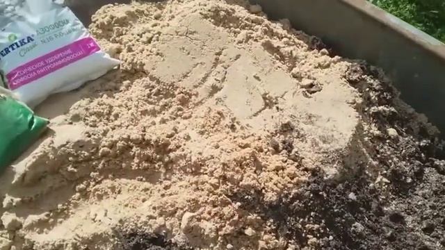 Размножение лилий чешуйками. Обработка лилий перед посадкой и посадка.