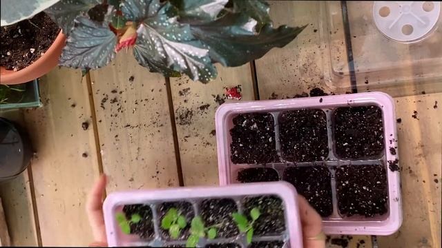 Grow hypoestes/polka dot plant seeds! смотреть онлайн