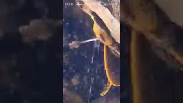 Как собирают мёд дикий смотреть онлайн