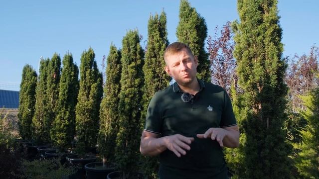 Тис ягодный