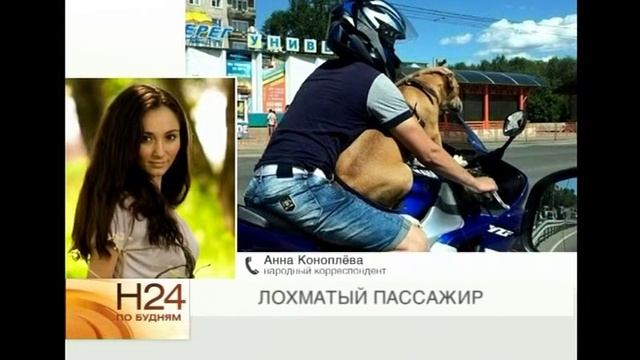 Народный корреспондент: лохматый пассажир смотреть онлайн