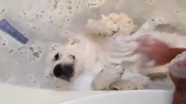 Собака в ванной смотреть онлайн