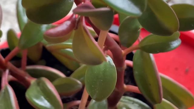 Peperomia Graveolens Plant Care And Propagation