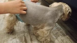 Обзор на подгузники для собак