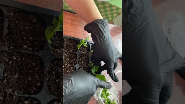 Посадка вегетативными черенками Тайдал ред велюр 4.01.23 смотреть онлайн