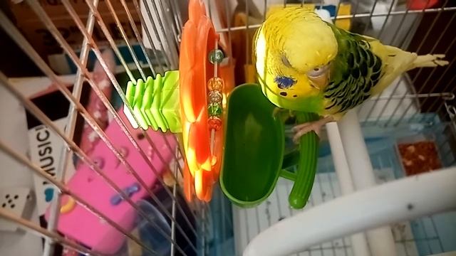 ?Что любят волнистые попугаи? смотреть онлайн