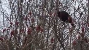 Настоящие американские дикие индюки