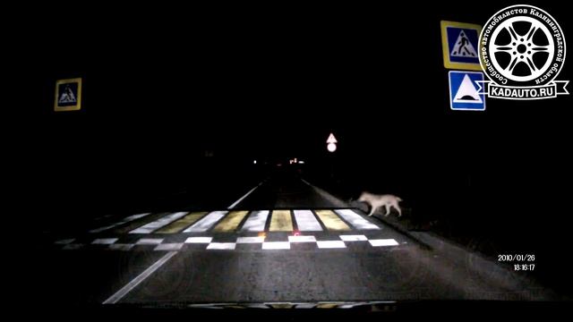 Дорога Калининград-Озерки. Пешеходам на заметку. 01.10.16 смотреть онлайн