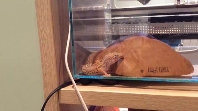 Это мой эублефар смотреть онлайн