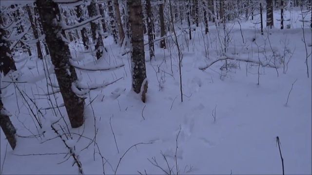 Охота на зайца с русской гончей Звонкой 19.12.2021г. Нагонка молодой выжловки по белой тропе. смотреть онлайн