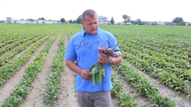 Опыт выращивания семян овощных культур Bejo Zaden смотреть онлайн