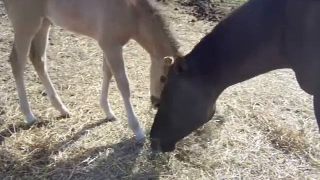 The Adventures of Willow and Lily смотреть онлайн