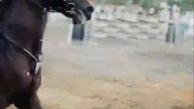 Там, где рассвет / конный спорт / клип про лошадей смотреть онлайн