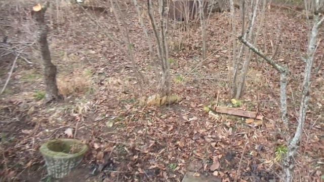 Фундук и мороз. Доопыление. Об обрезке. смотреть онлайн