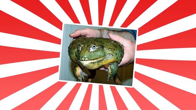 топ 5 опасных блюд в мире! | экзотическая еда | анимация 12+ смотреть онлайн