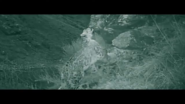 ИРБИС||СНЕЖНЫЙ БАРС||ВЫЖИВАНИЕ. смотреть онлайн