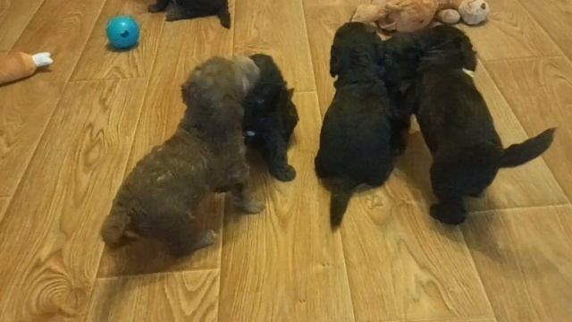 Щенки бедлингтон терьера / Puppies bedlington terrier смотреть онлайн