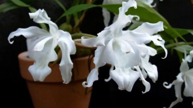 Вальс орхидей смотреть онлайн