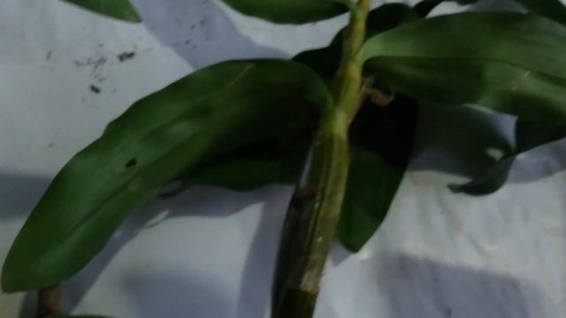 Orchids Unboxing - Good Price for this Dendrobium sulcatum $15 - seedling dendrobium nobile смотреть онлайн