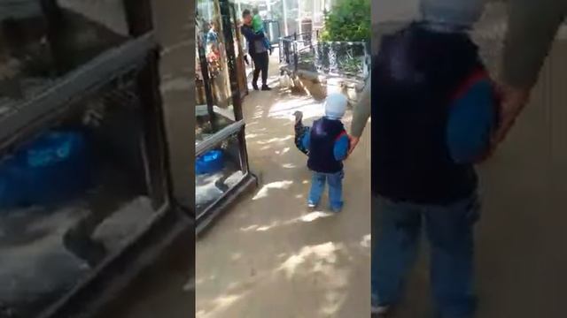 Контактный зоопарк в Челябинске. смотреть онлайн