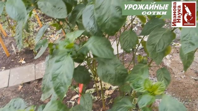 Собираем СЕМЕНА ПЕРЦА. Основные правила, стоит ли так делать? Как не получить перерождение в острый смотреть онлайн