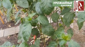 Собираем СЕМЕНА ПЕРЦА. Основные правила, стоит ли так делать? Как не получить перерождение в острый