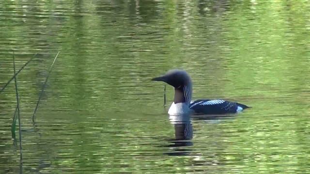 Black-throated loon (Gavia arctica) | Kuikka | Prachttaucher | Colimbo ártico | Чернозобая гагара смотреть онлайн