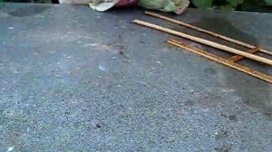 Качаю  мёд  с  лежака( 25.07.-  1.08.17г.)
