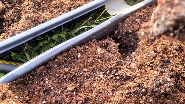 Attack of the Mold! Starting Ranunculus & Anemones for spring! // Living on a Prayer Flower Farm смотреть онлайн