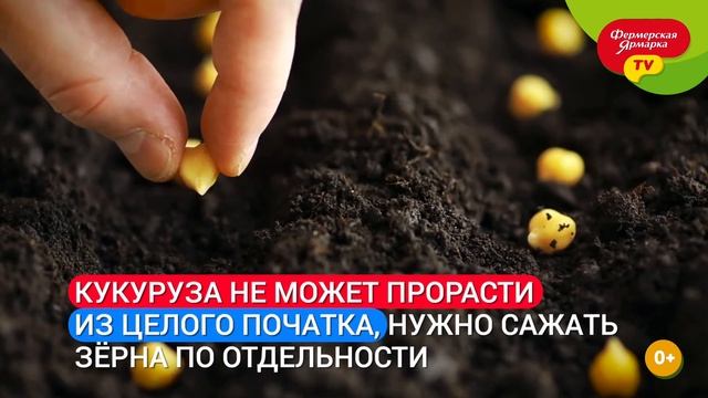 Интересные факты о кукурузе смотреть онлайн