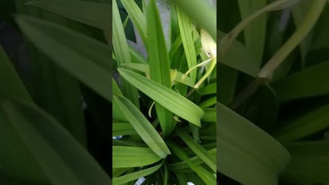 Orchids flowers смотреть онлайн