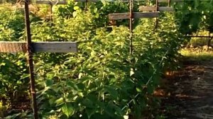 Уход за ремонтантной малиной весной. Чтобы малины было много! ???