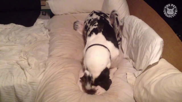 Утро домашнего любимца. смотреть онлайн