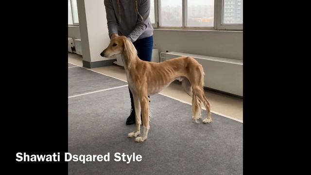 Shawati Dsqared Style/ Шавати Дскаред Стайл - салюки питомник Шавати смотреть онлайн